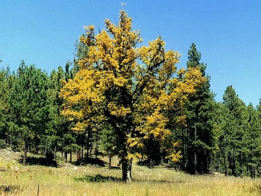 Earth Notes - Gambel Oak