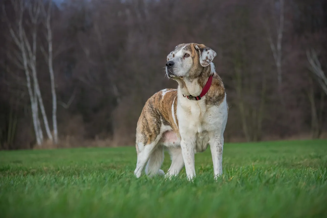 Treat Dog's Grass Allergy