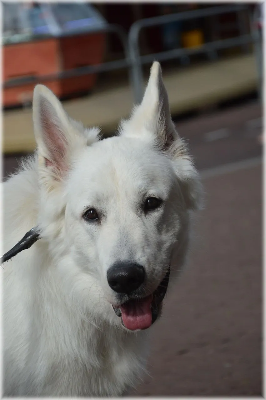 The Best Dog Shock Collars and Comprehensive Guide