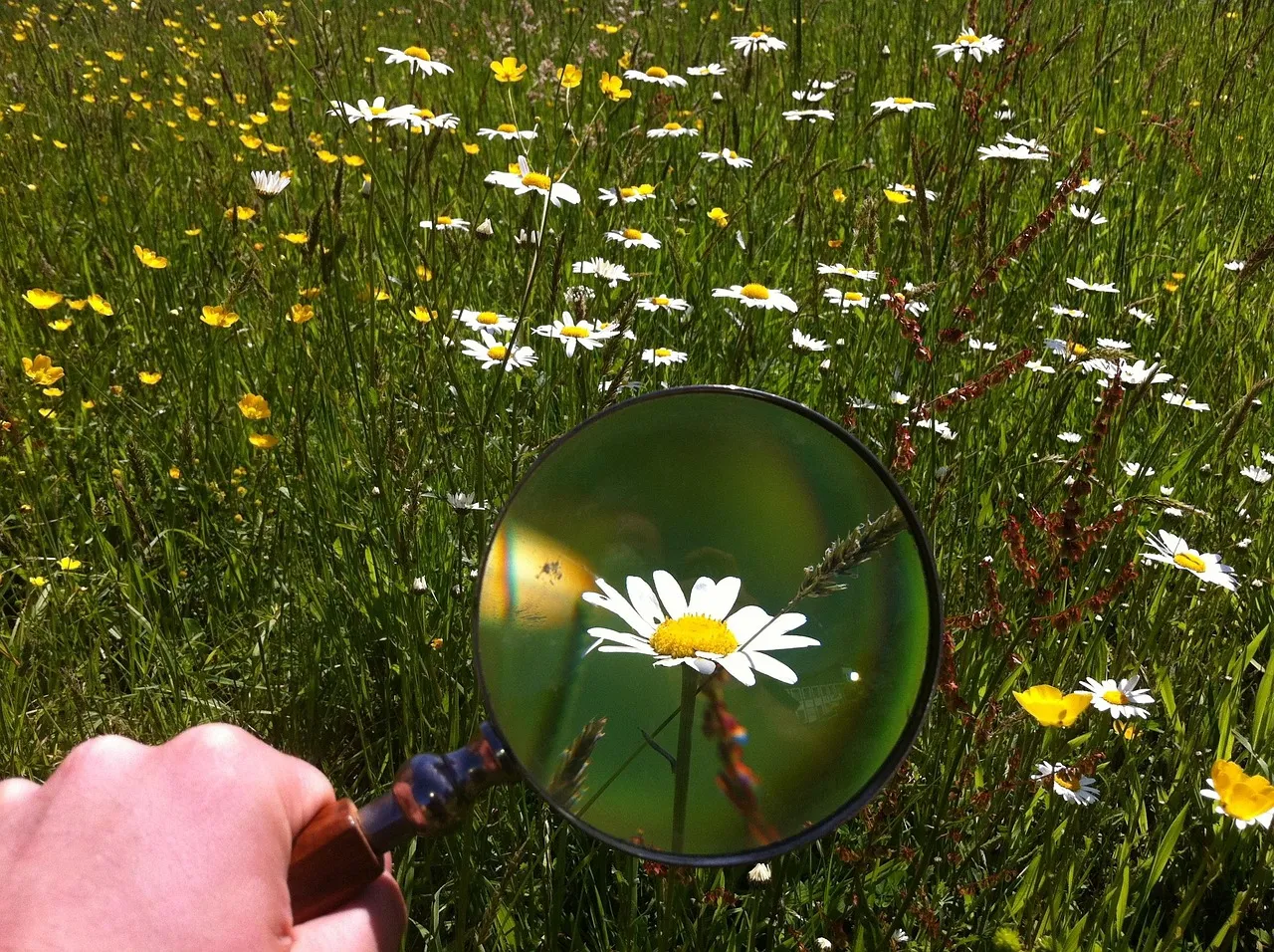15 Best Magnifying Glass Reviews