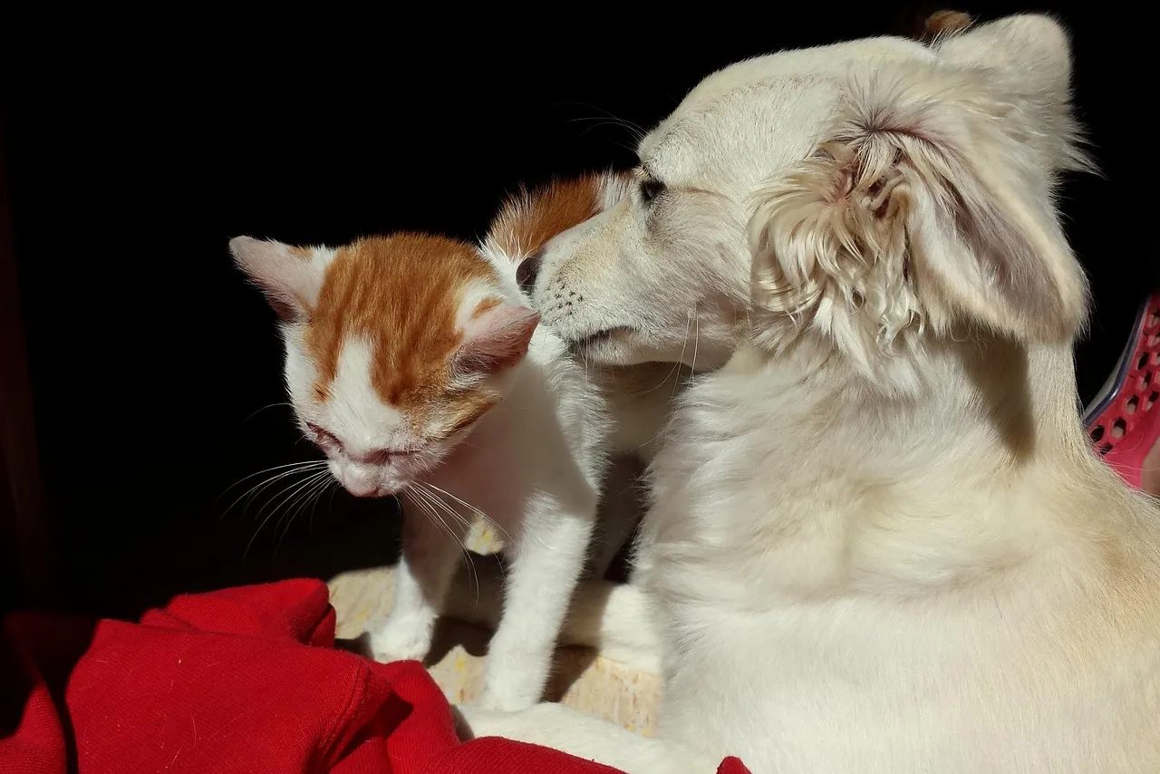 Are You Ready to Get a Dog? A Comprehensive Guide
