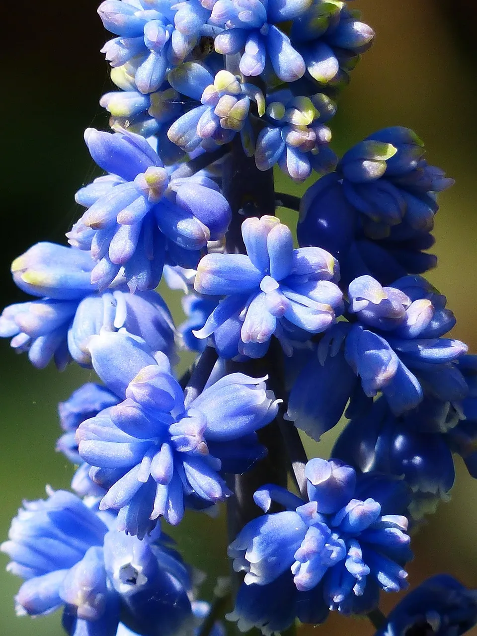 Container Gardening Tips – Growing asparagus in containers.