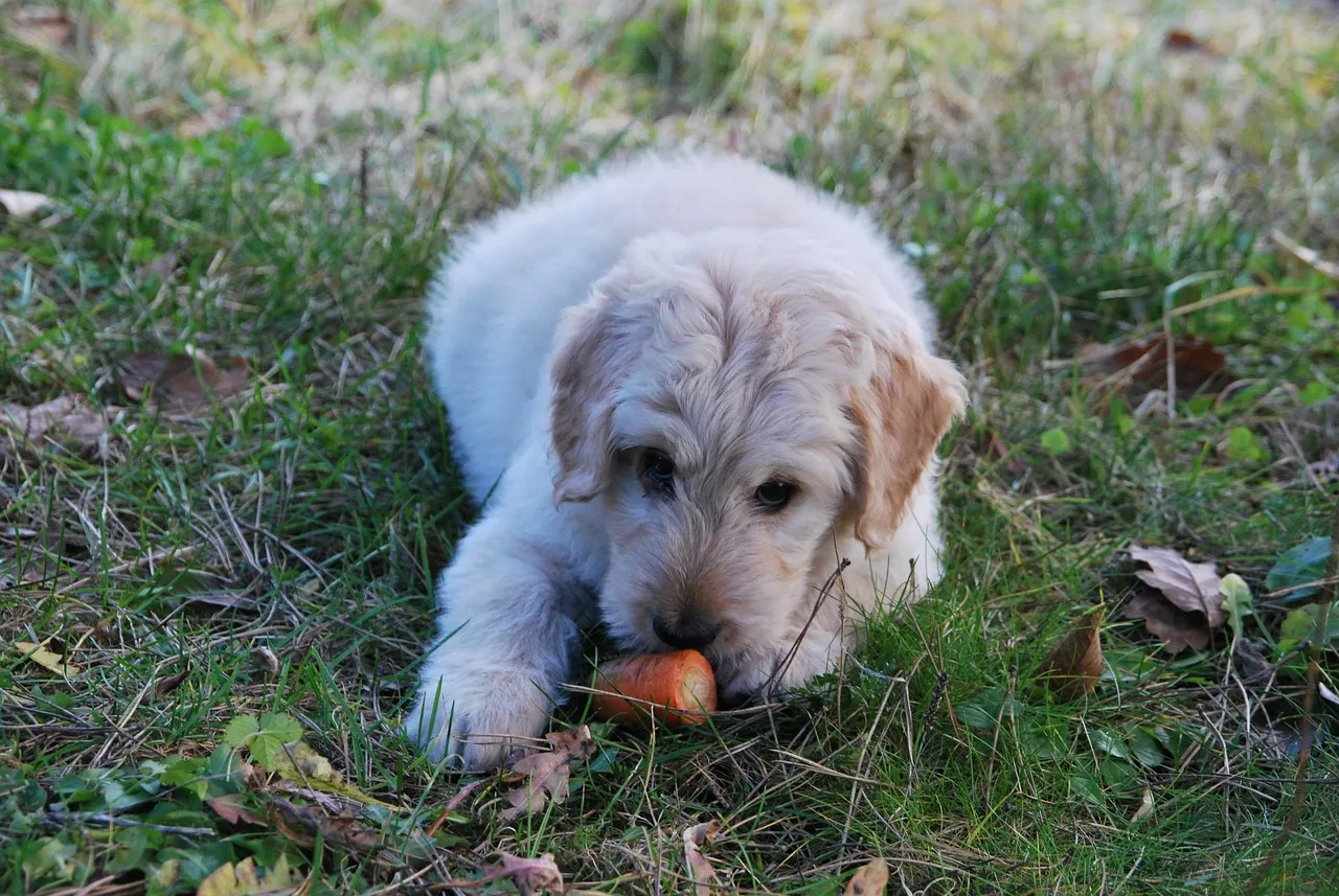 Choose The Right Food for Your Dog