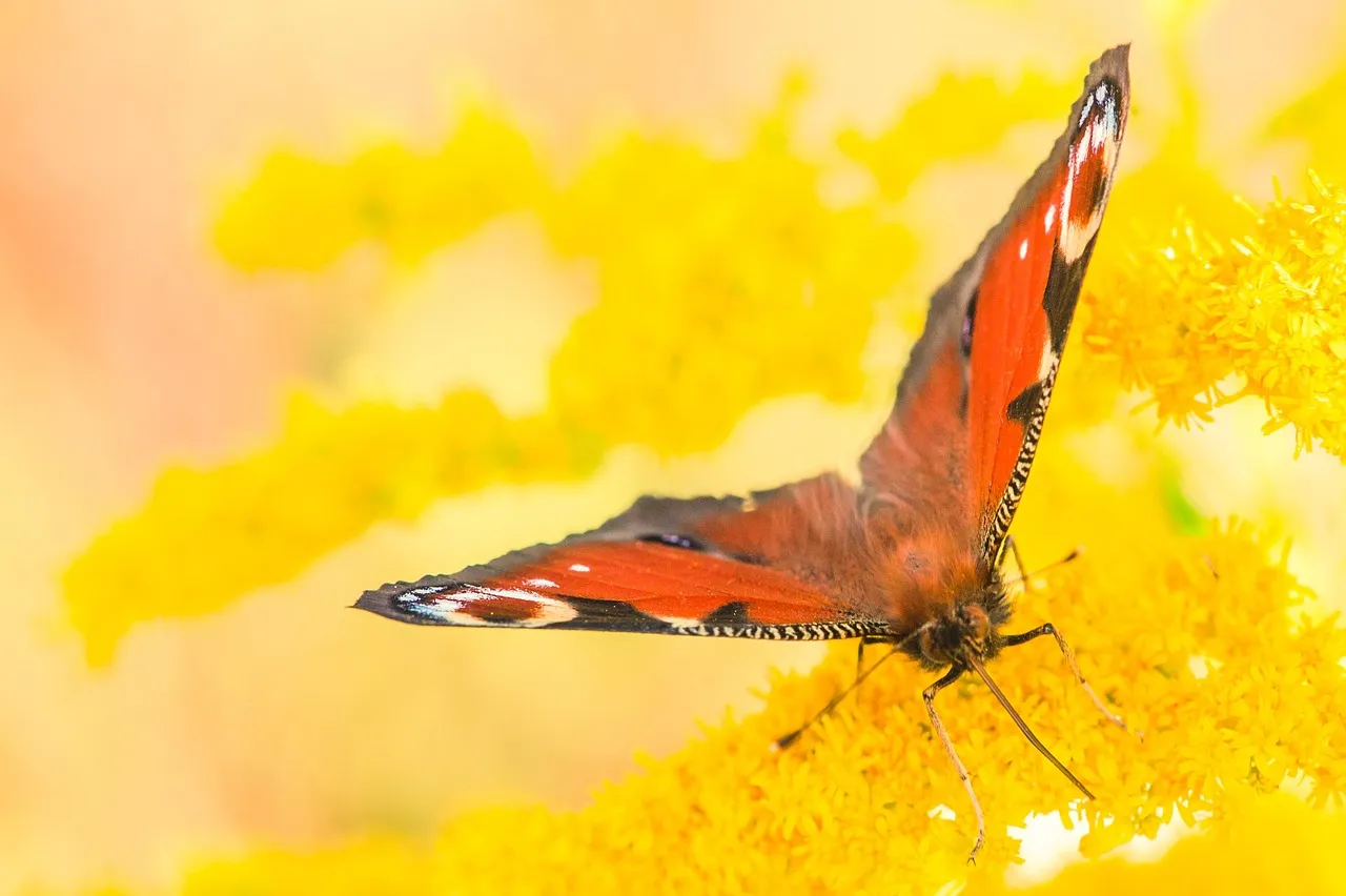 peacock butterfly, butterfly, pollinate