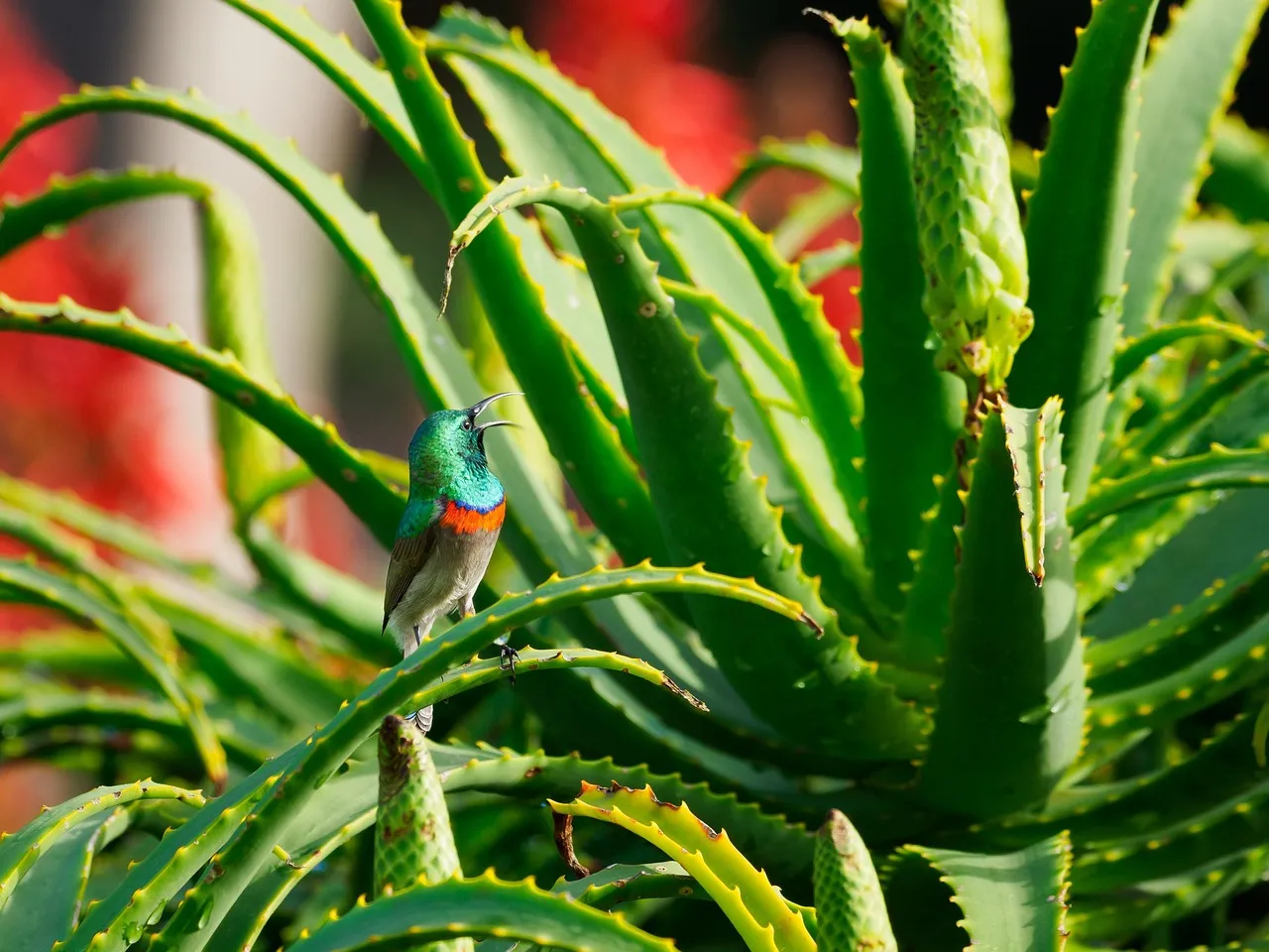 Aloe Vera