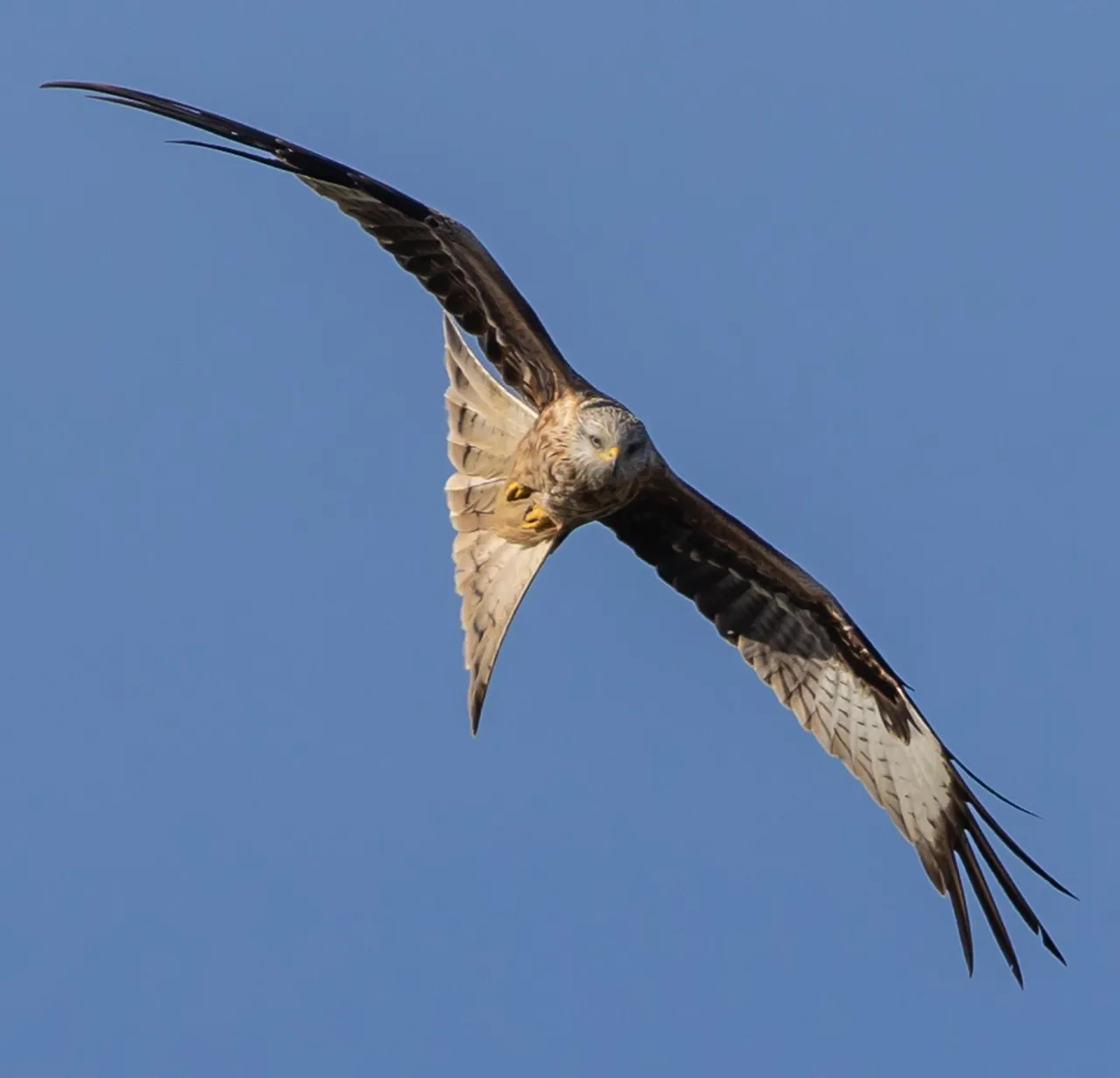 Kite flying in the skies