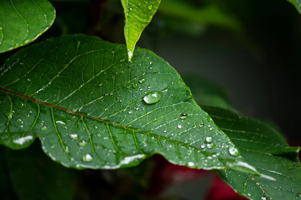 10 Best Rain Gauge Reviews