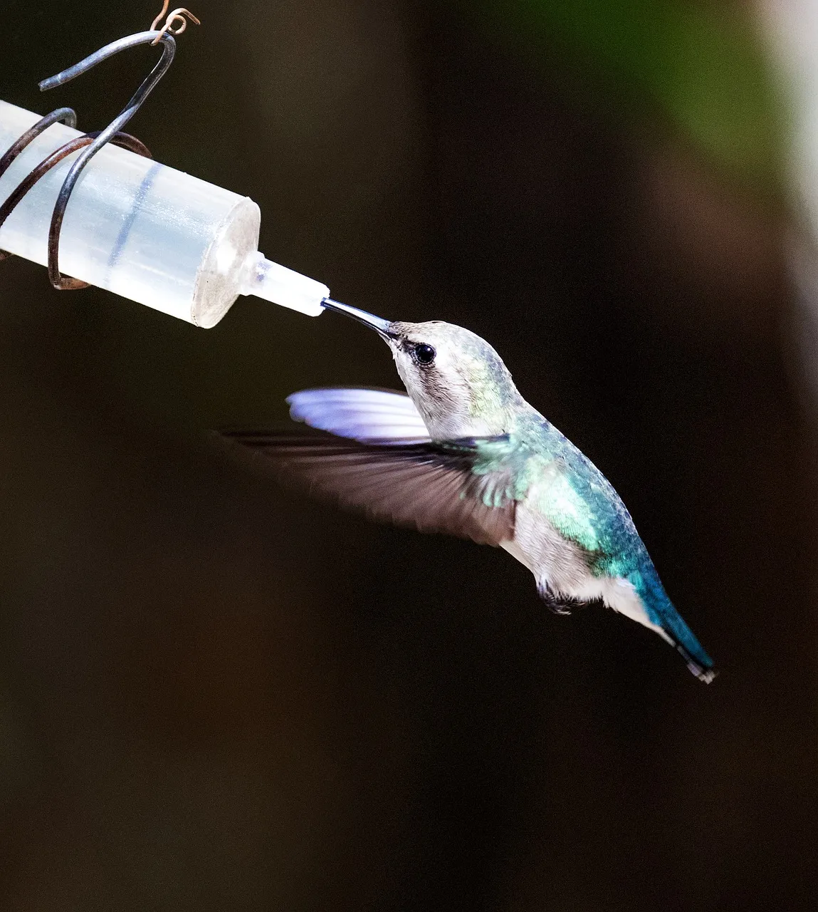 10 Best Hummingbird Feeders For Beautiful Yard