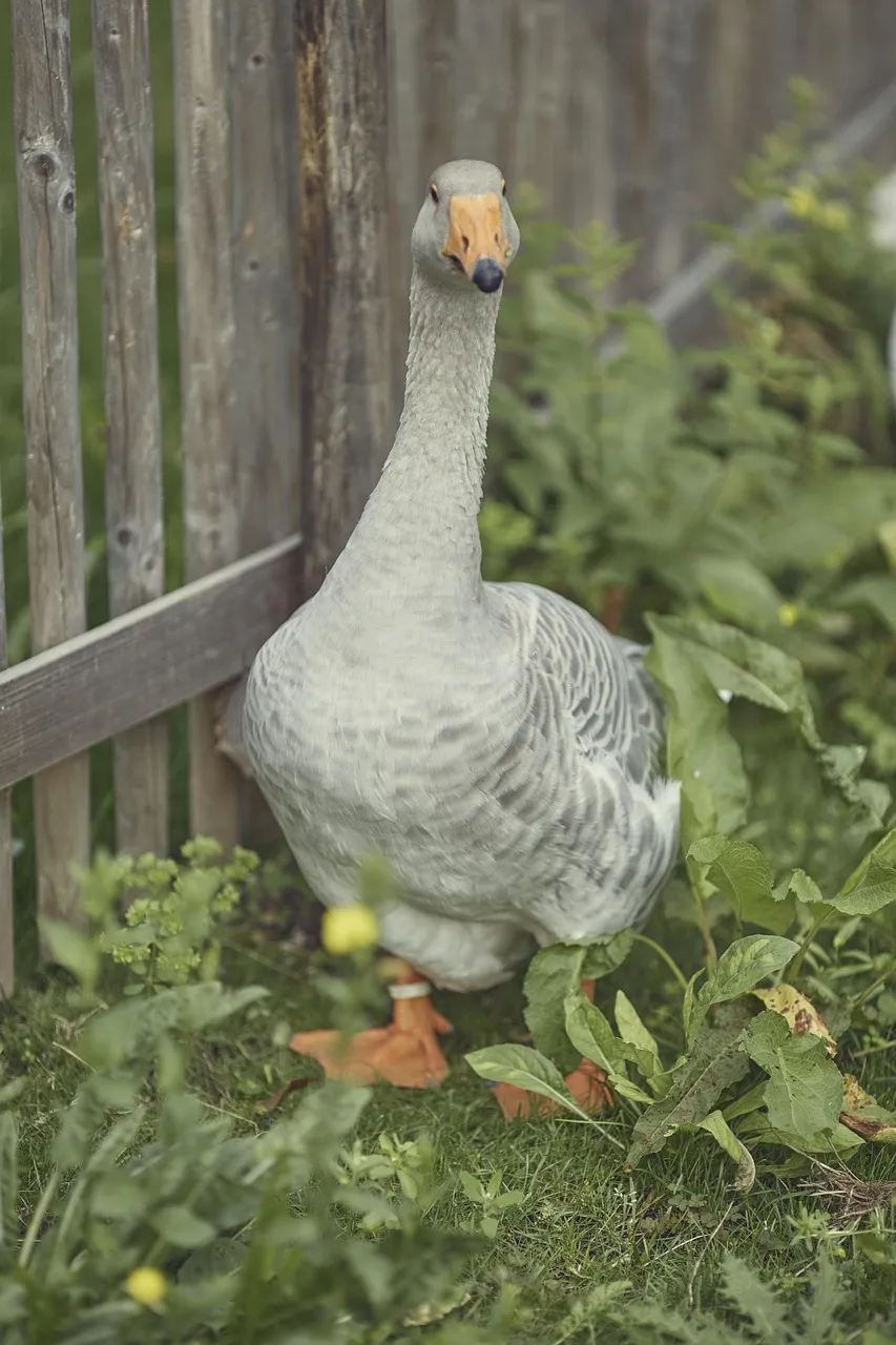 5-Best-Invisible-Wireless-Electric-Pet-Fences-Buying-Guide