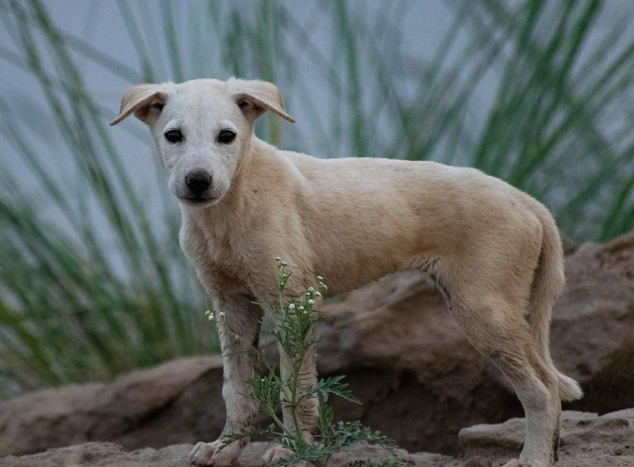 What to Do when You Find a Stray Dog