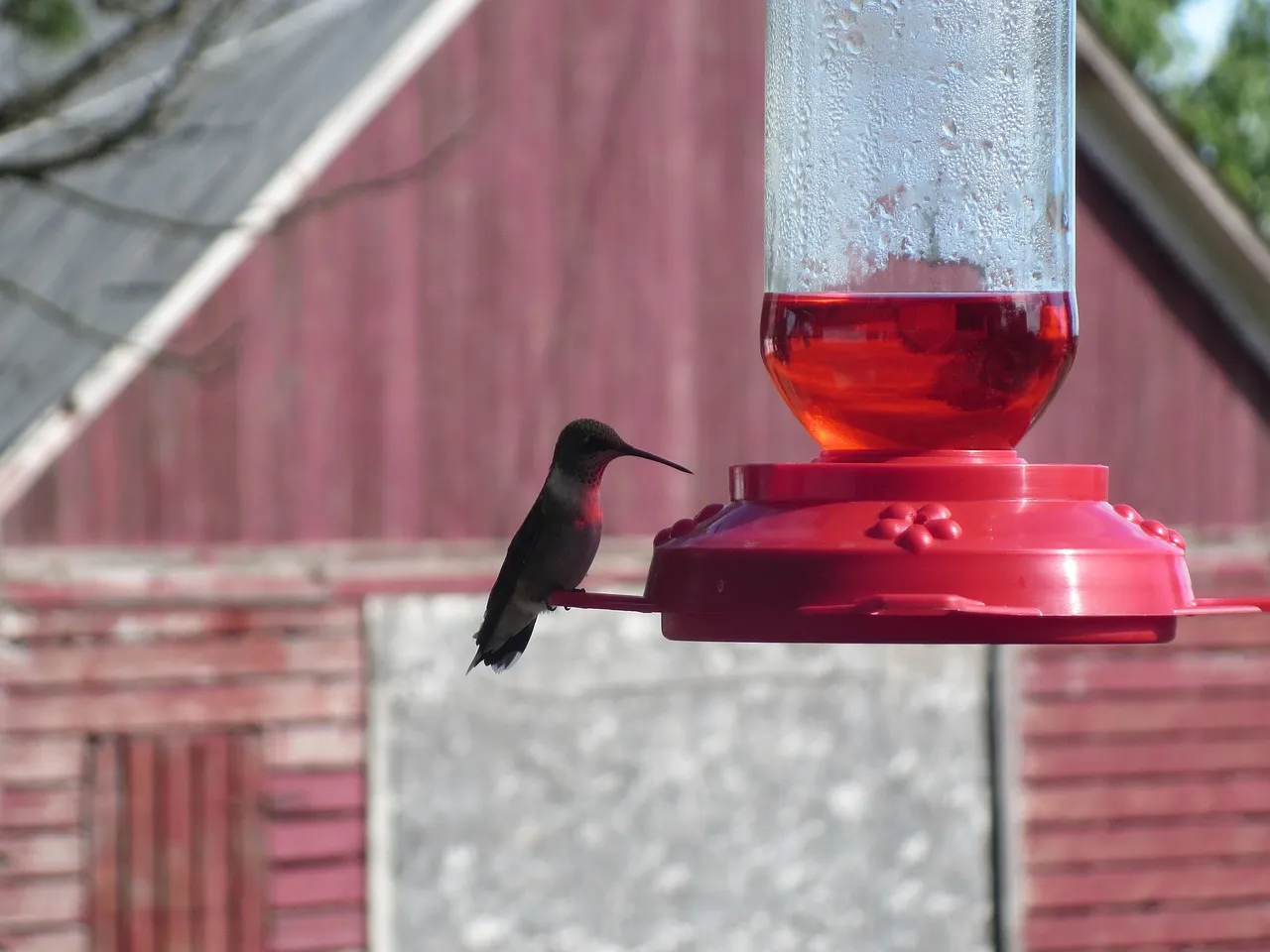 REZIPO Hummingbird Feeder with Perch - Hand Blown Glass - Blue - 38 Fluid Ounces Hummingbird Nectar Capacity Include Hanging Wires and Moat Hook REZIPO Hummingbird Feeder with Perch - Hand Blown Glass - Blue - 38 Fluid Ounces Hummingbird Nectar Capacity Include Hanging Wires and Moat Hook