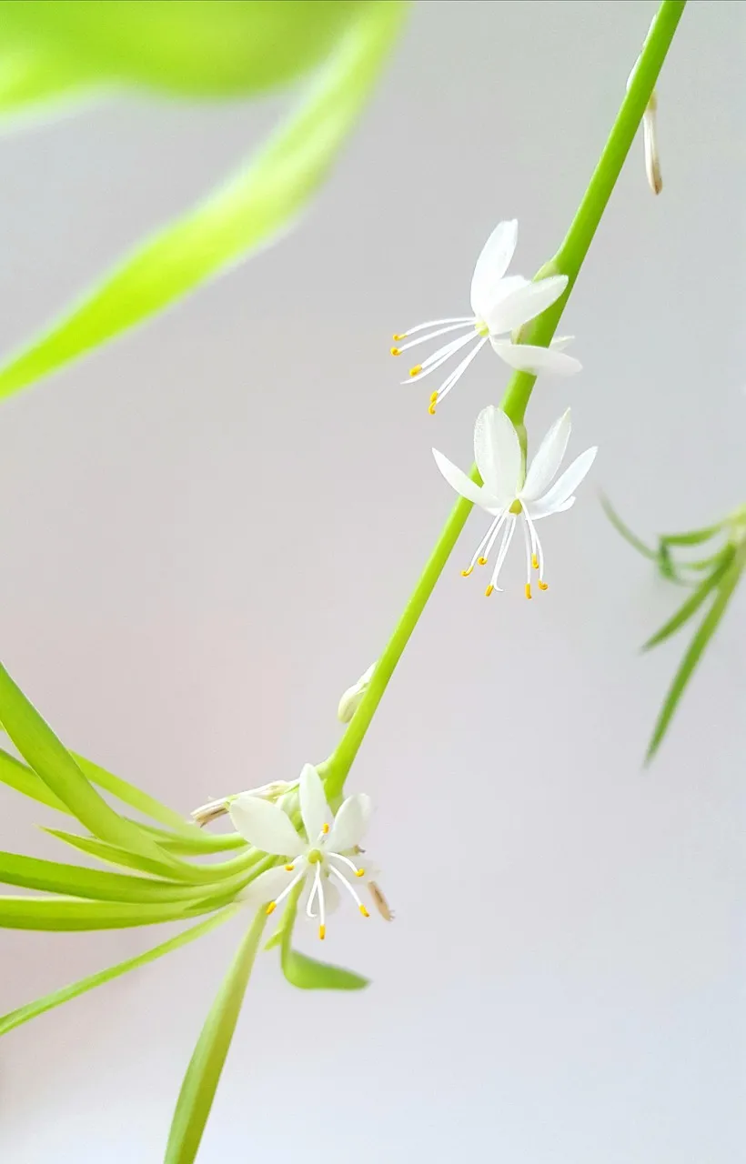 Spider Plant