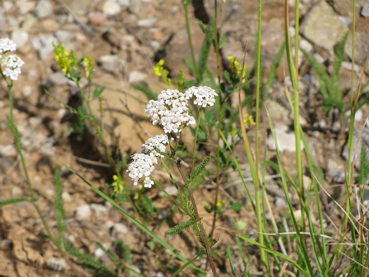 How to Plan a Narrow Garden Border