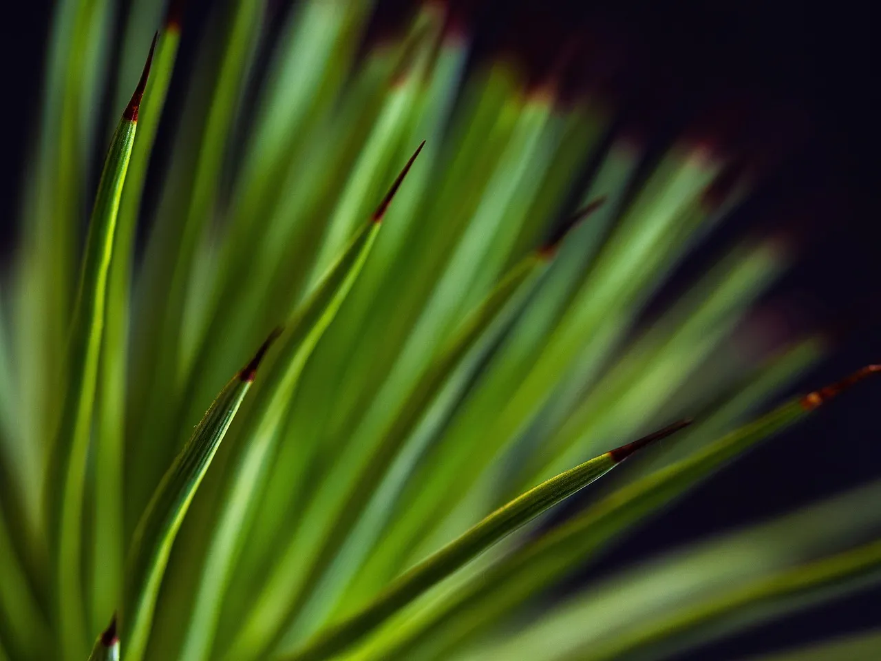 9 Best Air Purifying Indoor Plants for Your Home