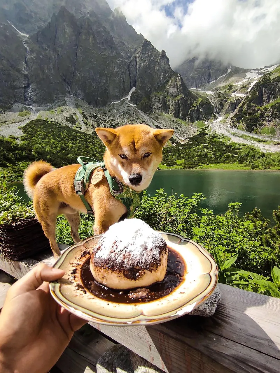 Can You Give A Dog Asparagus?