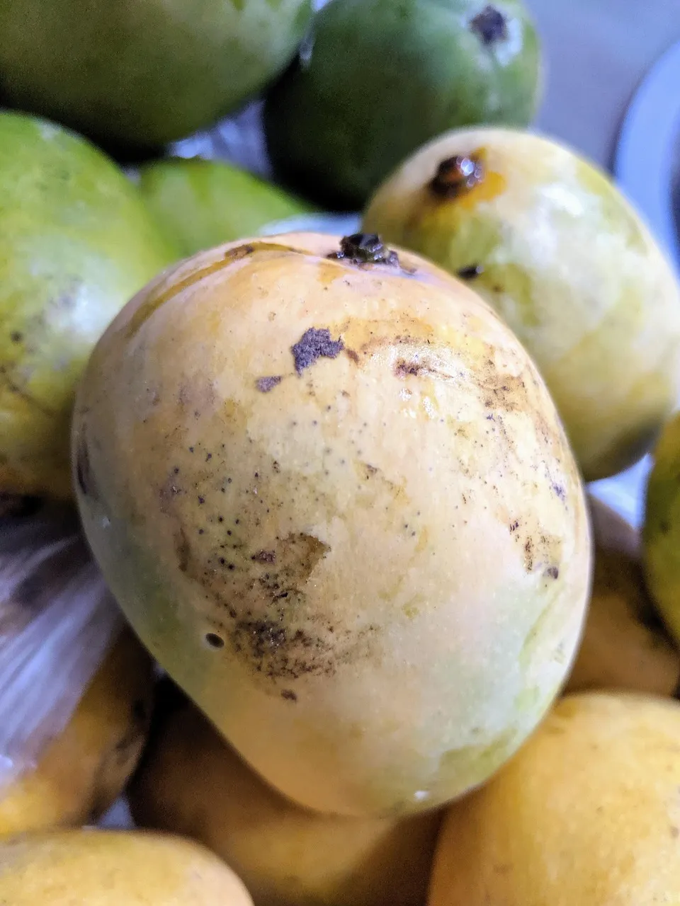 Can Cats Eat Mango? What You Should Know About This Fruit