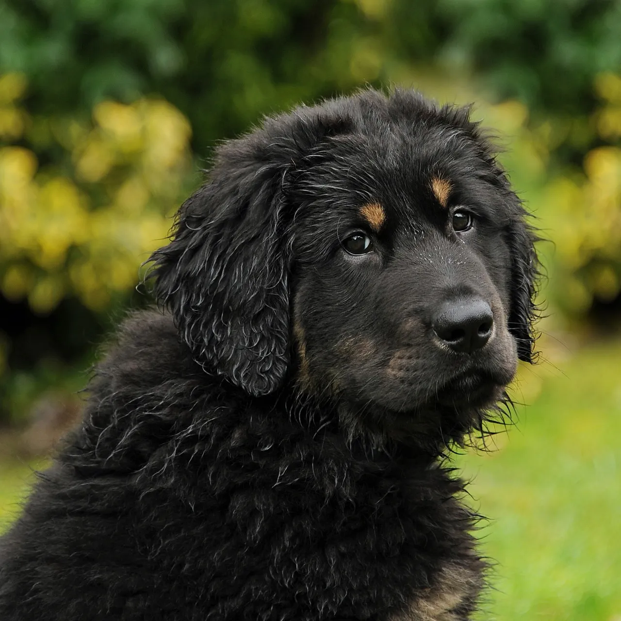 History of the Turkish Guardian Dog The Akbash