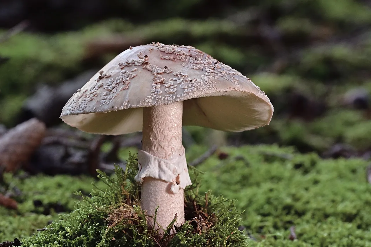 Wine Cap Mushroom Cultivation