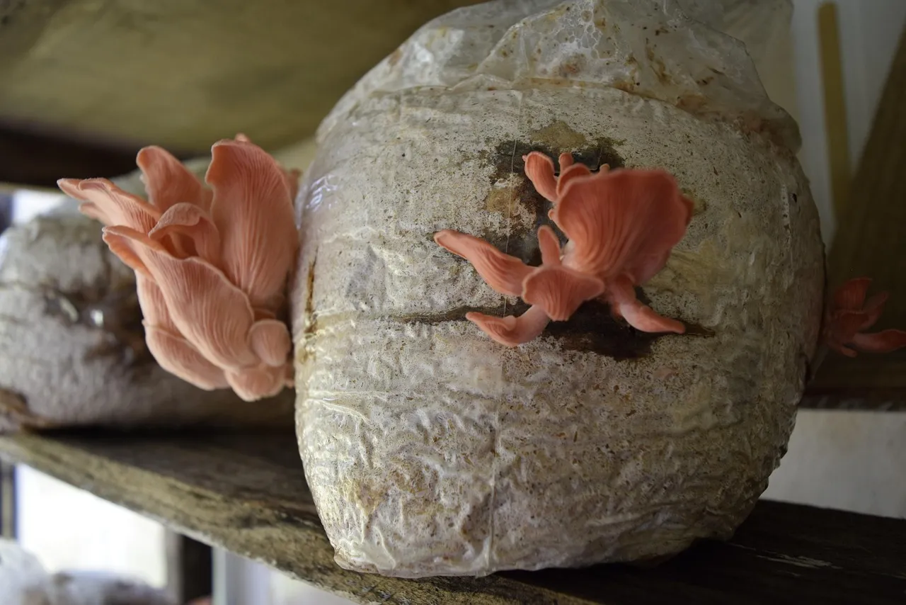 Shiitake and Lions Mane Cultivation