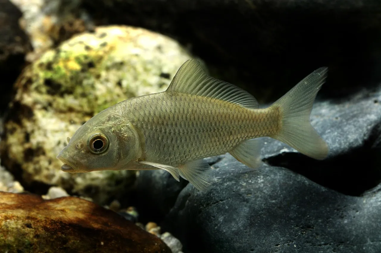 WorldwideTropicals Live Freshwater Aquarium Fish - (2) 3-3.5 Spotted Rubbernose Pleco - 2-Pack Spotted Bulldog Pleco - by Live Tropical Fish - Great Algae Eaters - Populate Your Fish Tank!