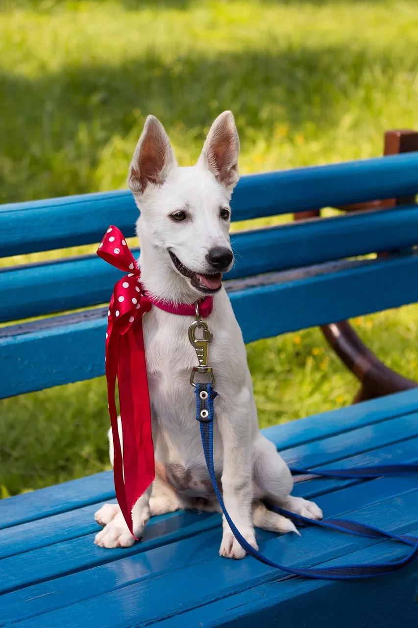 How To Clean Your Dogs Collar and Leash