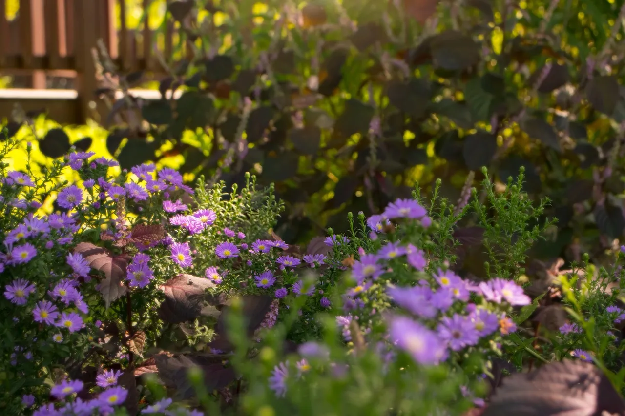 Container Gardening Tips: Growing Rhubarb in Containers.