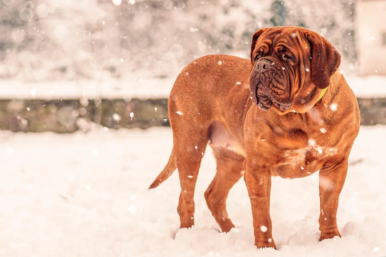 Fila Brasileiro
