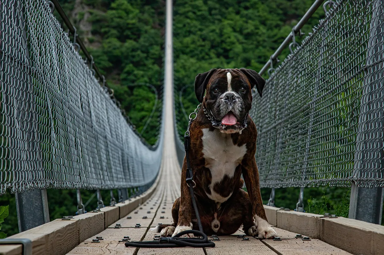 Deal with a Hyper-Phobic Dog