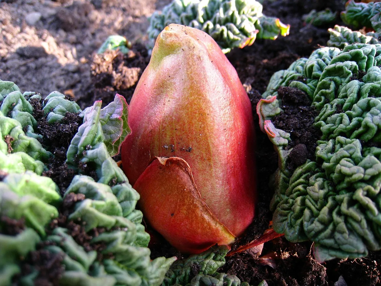 Container Gardening Tips: Growing Rhubarb in Containers.
