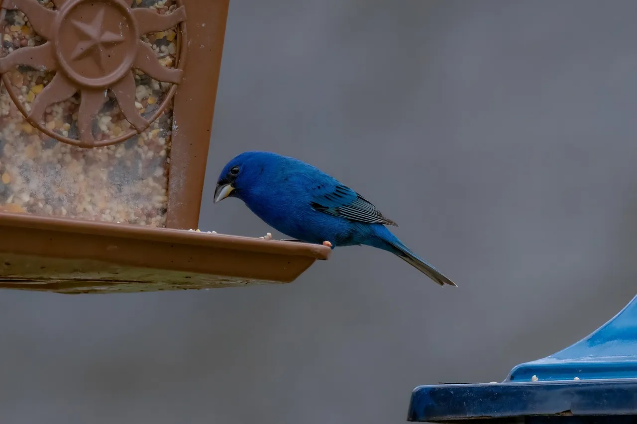 Hummingbird Feeders