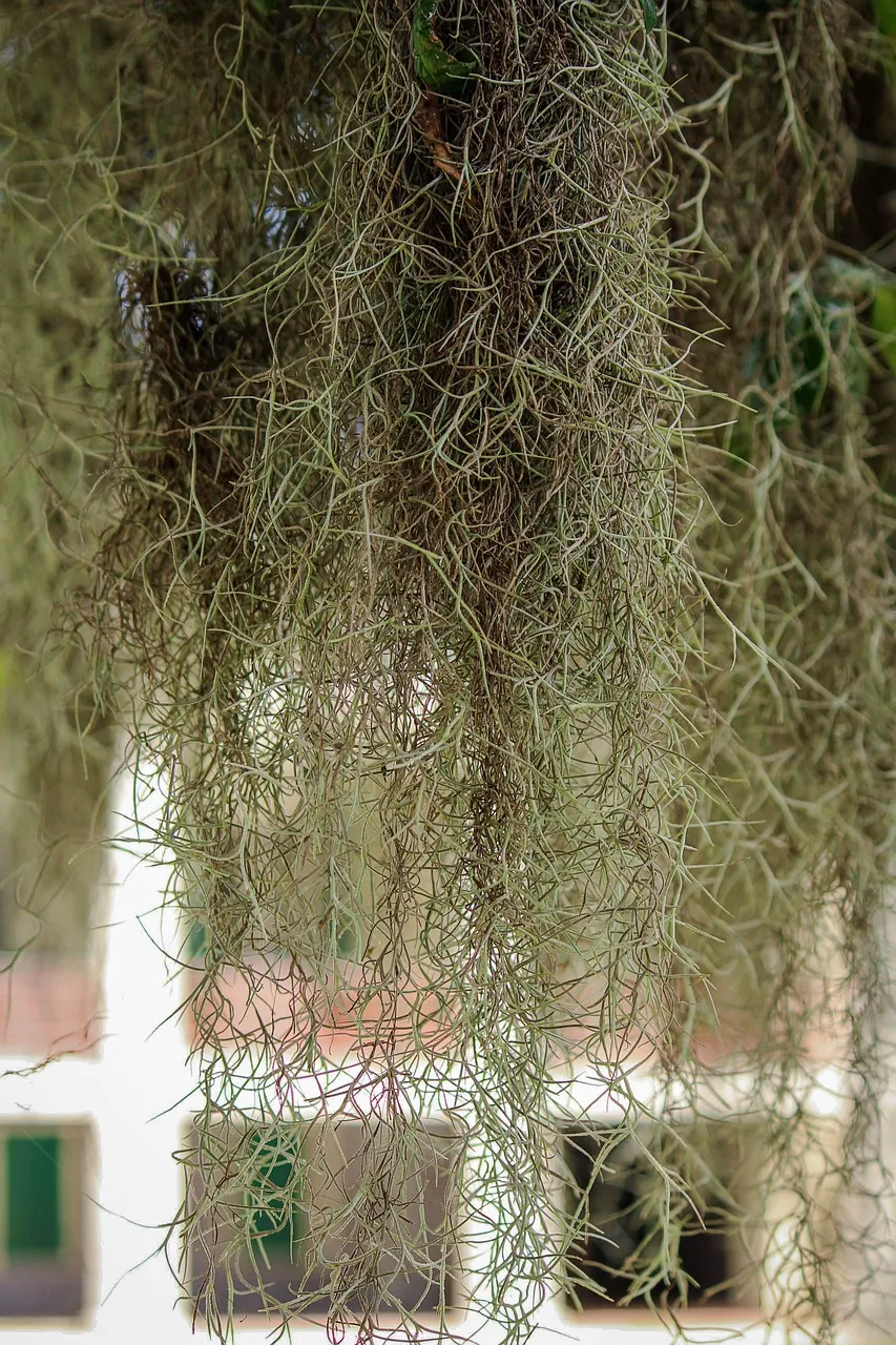 Howea Forsteriana