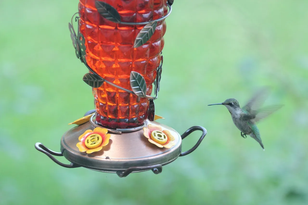 Hummingbird Feeders