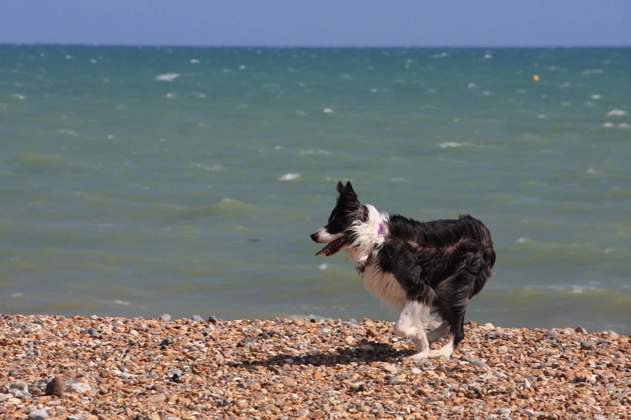 Collie