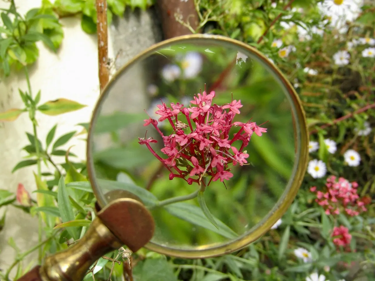 15 Best Magnifying Glass Reviews