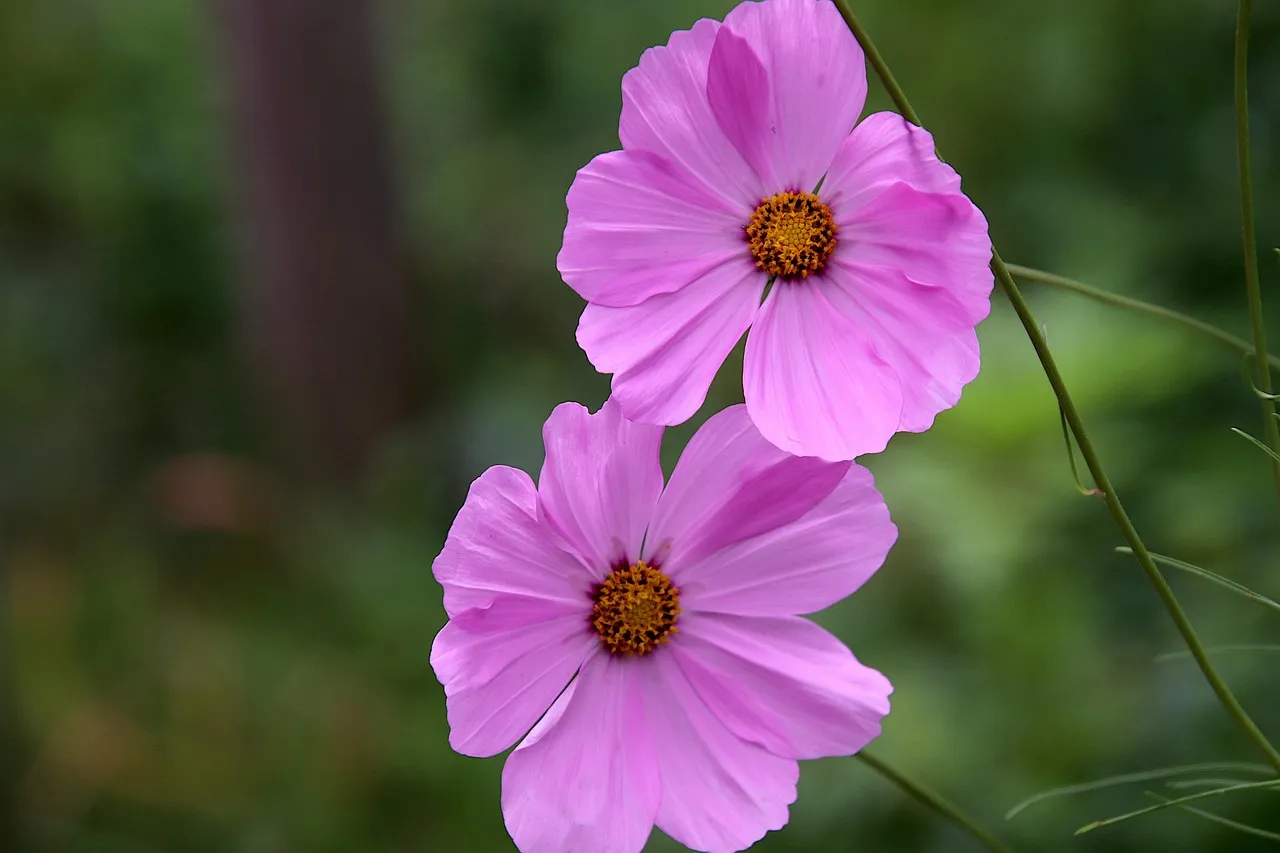 A Childs Garden