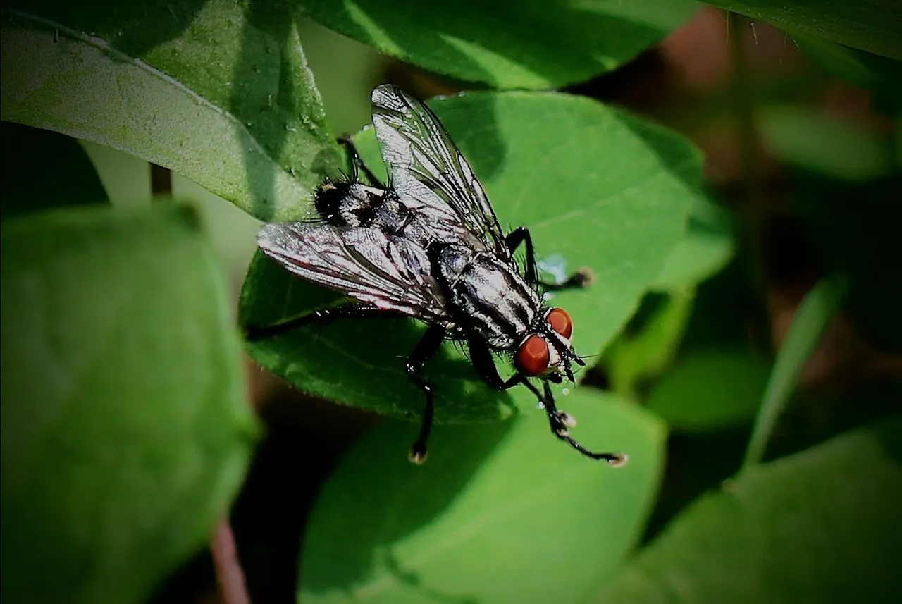Best Pest Control and Weed Sprayers