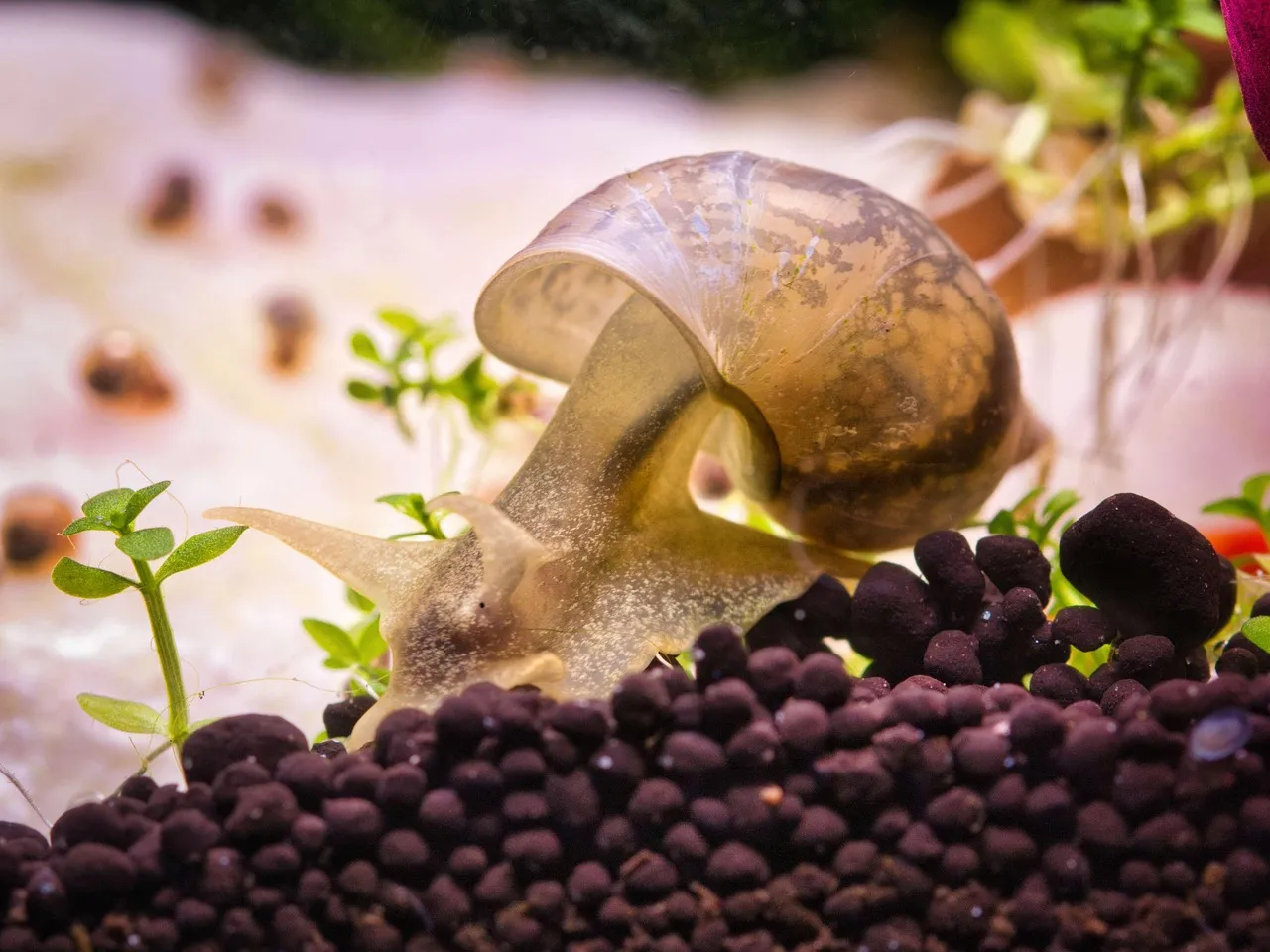 Live Freshwater Ramshorn Snails (6 count) from OneStopAquatics.com by Shrimp Haven