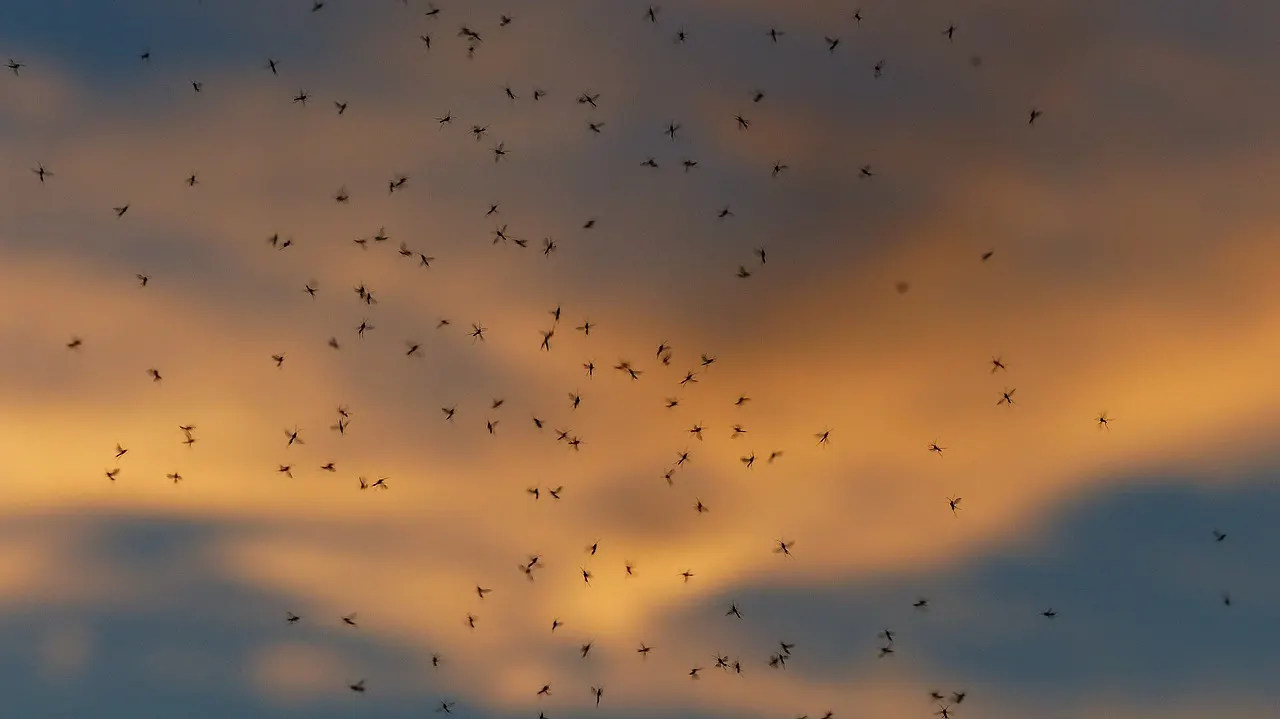 How to Get Rid Of Mosquitoes