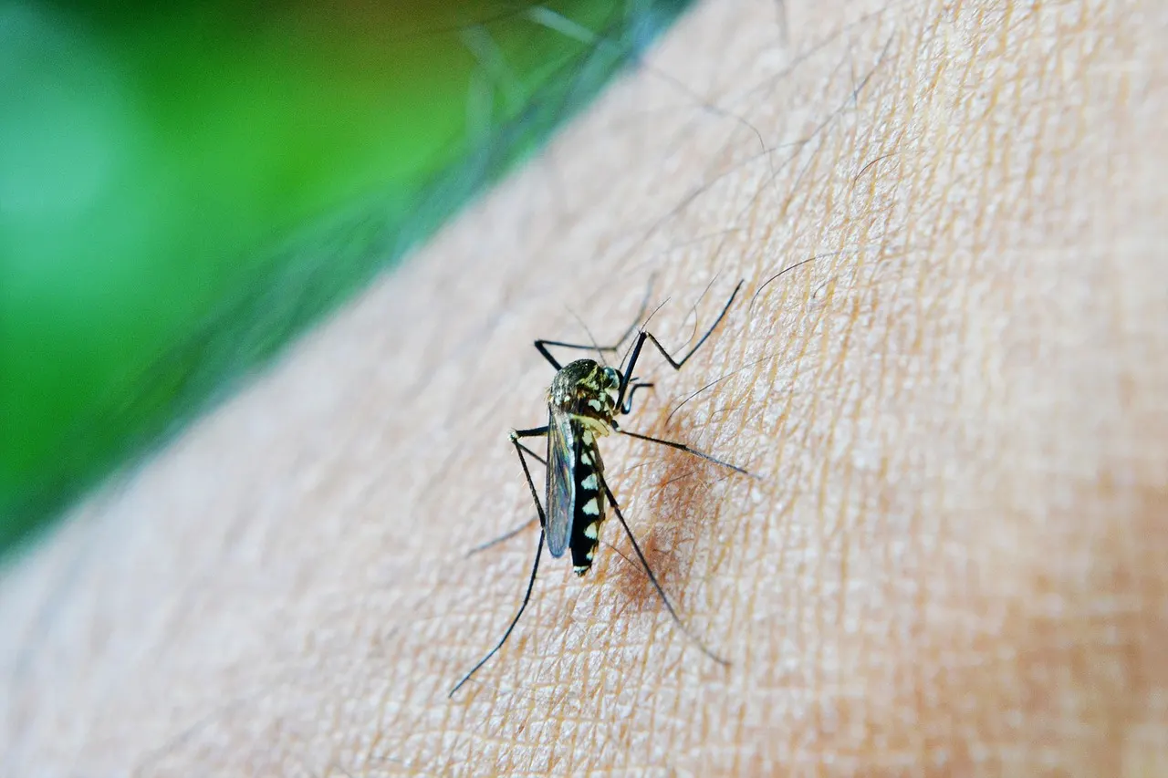 How to Get Rid Of Mosquitoes