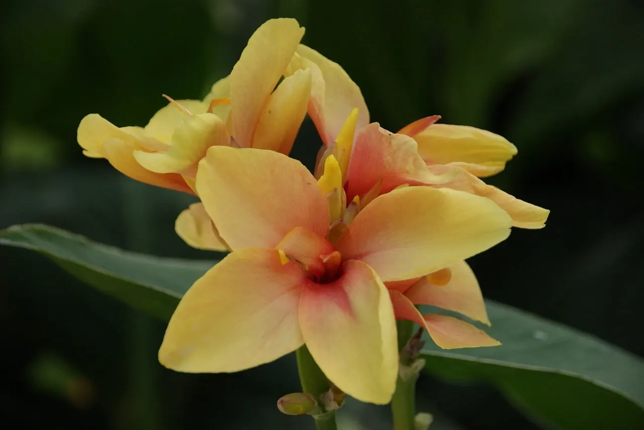 growing cannas