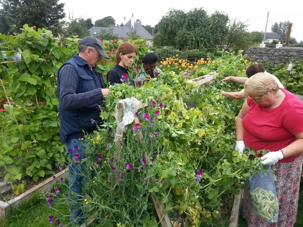 Community Garden projects and tips