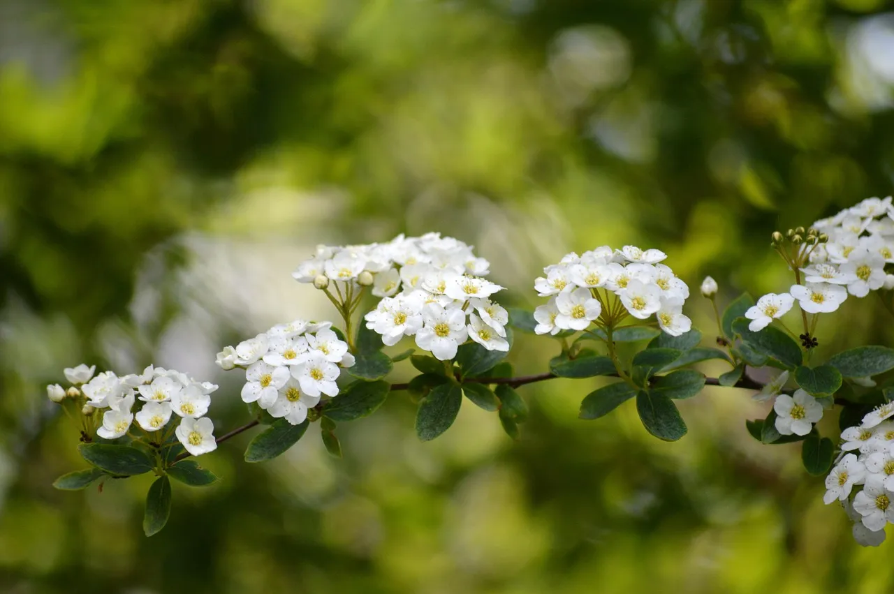 Bluemist Spirea