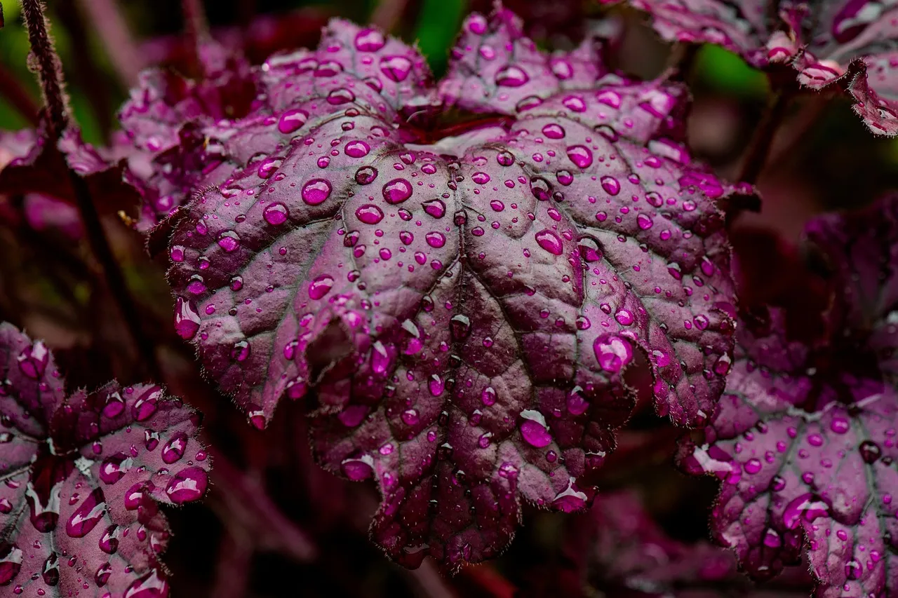 Coral Bells