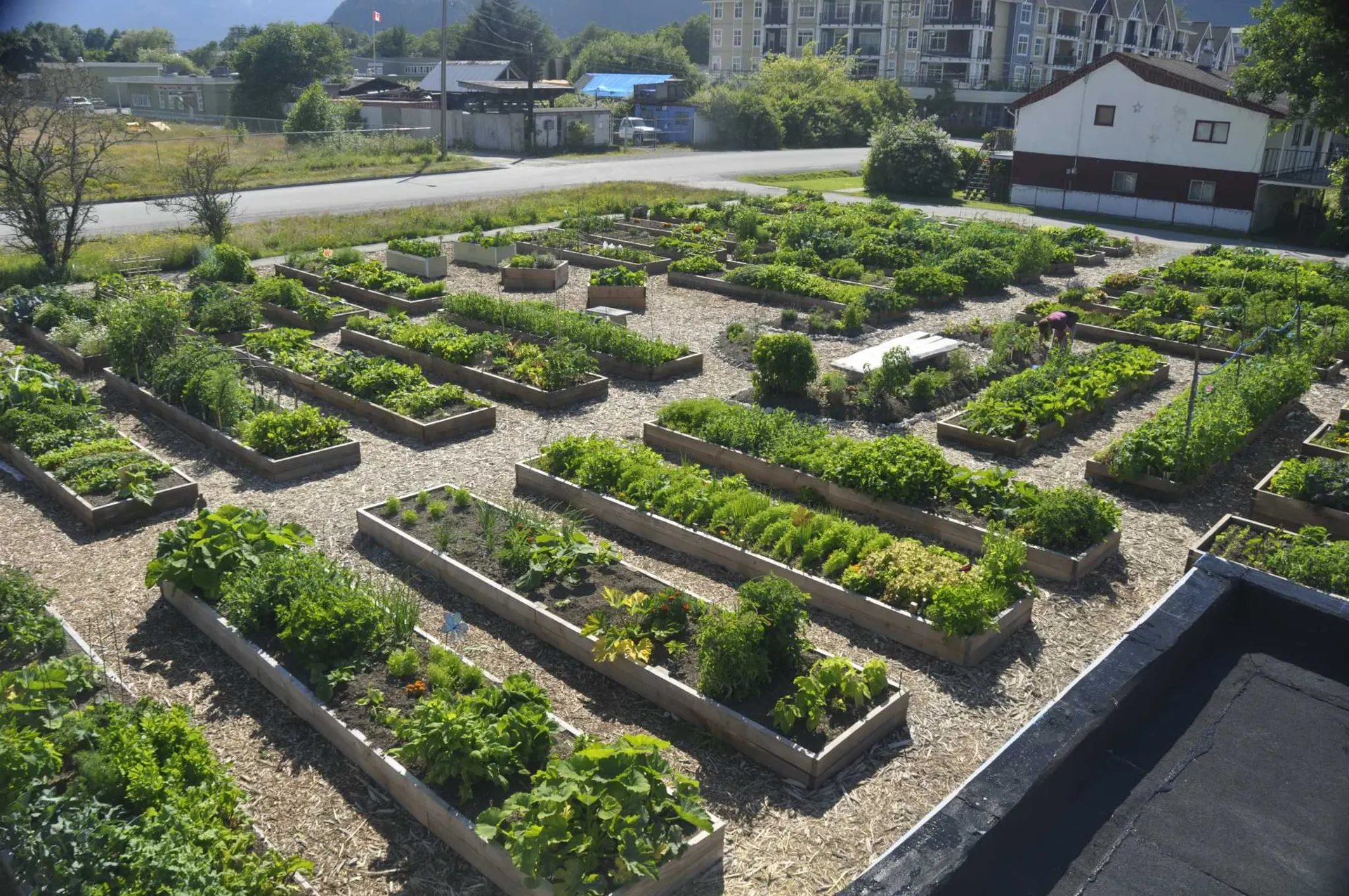 Community Garden projects and tips