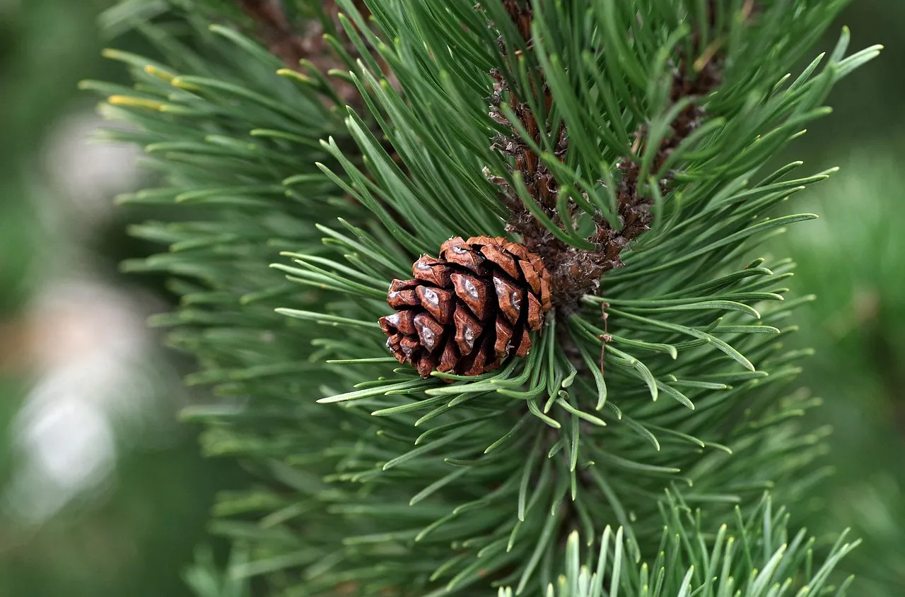 Limber Pine