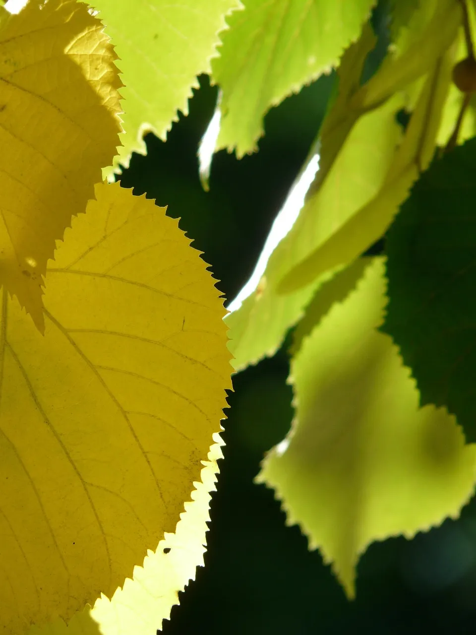 Littleleaf Linden
