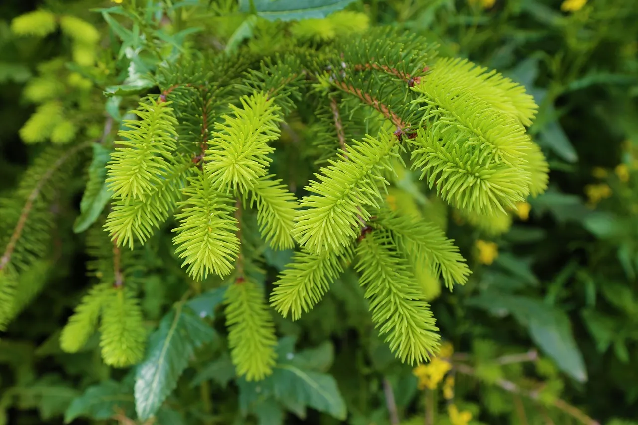 Austrian Black Pine