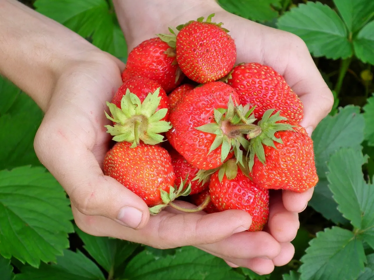 How to Care for Strawberry Plants