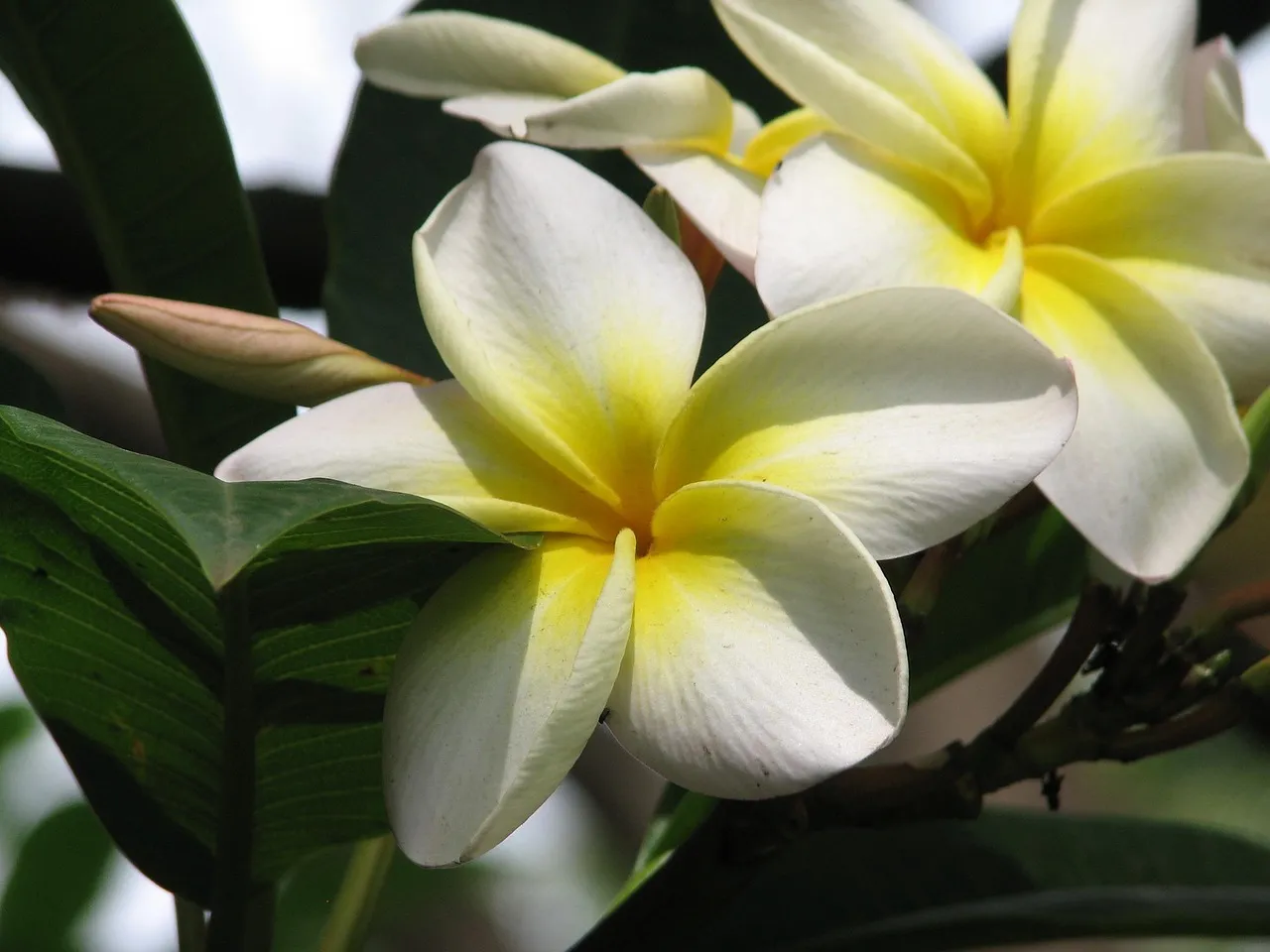 Plumeria