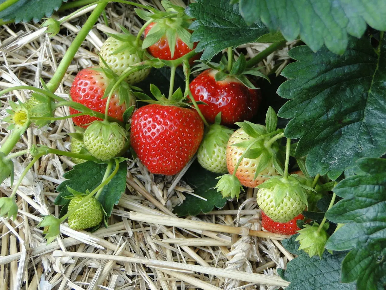 How to Care for Strawberry Plants